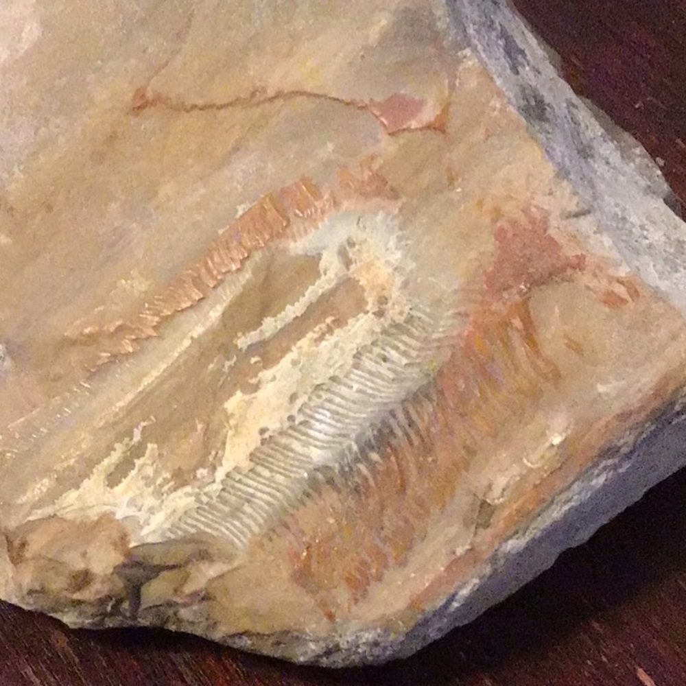 Locally sourced fossils